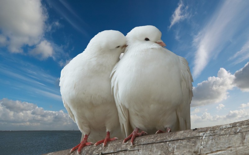 2001-white-dove-pair-800x600