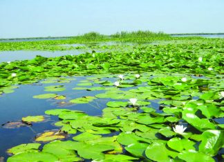 Din pildele părintelui Arsenie Boca