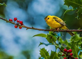 Chestionarul lui Proust vs. Oracolul copilăriei mele