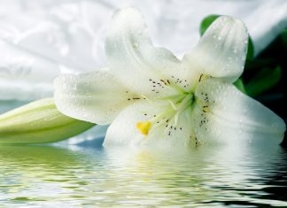 Un buchet de flori semnifică mai mult decât orice alt cadou