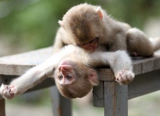 Surioara mea, maimuţa