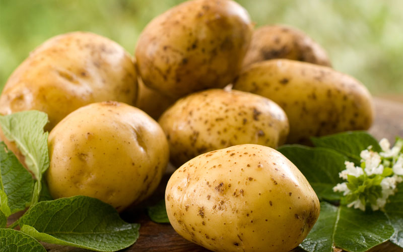growing-potatoes-farm