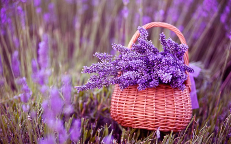 lavender-plant-landscaping-wallpaper-1