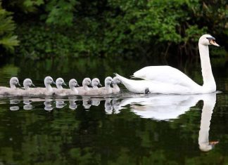 Cea mai scumpă de pe lume