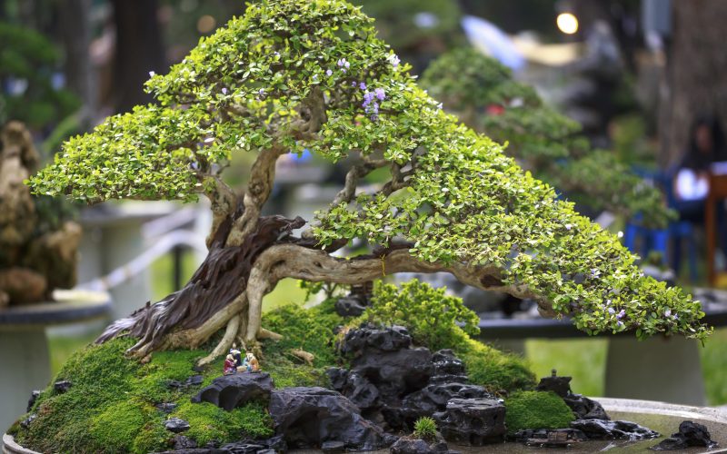 bonsai-tree-festival-stock-800x500