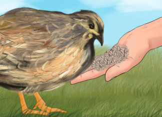 Cea mai tristă poveste pentru copii: Puiul. Ca adult, mai poţi să plângi?