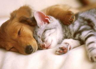 Câine vs pisică | Tu ce animal de companie preferi?