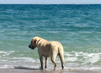 Vama Veche nu mai e ce-a fost. E mai mișto acum :)