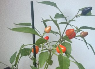 Cultiv pătrunjel ca să mă uit la el