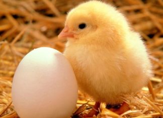 Cum a ajuns banalul ou sa fie un aliment de lux?