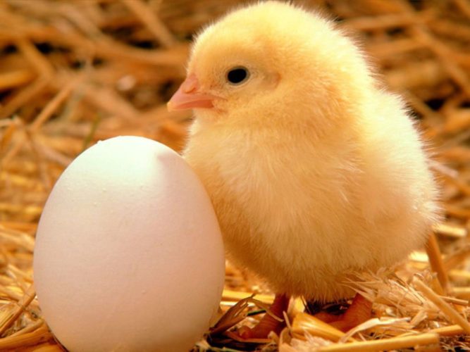 Cum a ajuns banalul ou sa fie un aliment de lux?