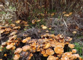 Aveți grijă la ciuperci! Unele dintre ele ne pot ucide