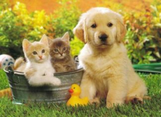 Ține-ți animalul de companie la distanță dacă ții la tine. Animalele nu sunt făcute pentru a sta în apartament