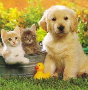 Ține-ți animalul de companie la distanță dacă ții la tine. Animalele nu sunt făcute pentru a sta în apartament