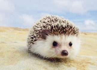 Cartea săptămânii: Eleganța ariciului