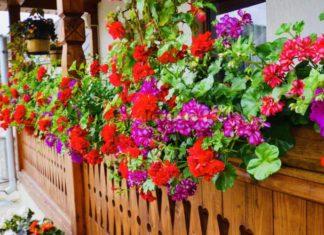 Cover story: Moartea mușcatelor mele