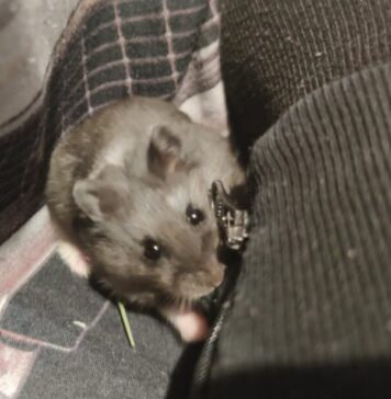 Cum să avem grijă corespunzător de un hamster :)